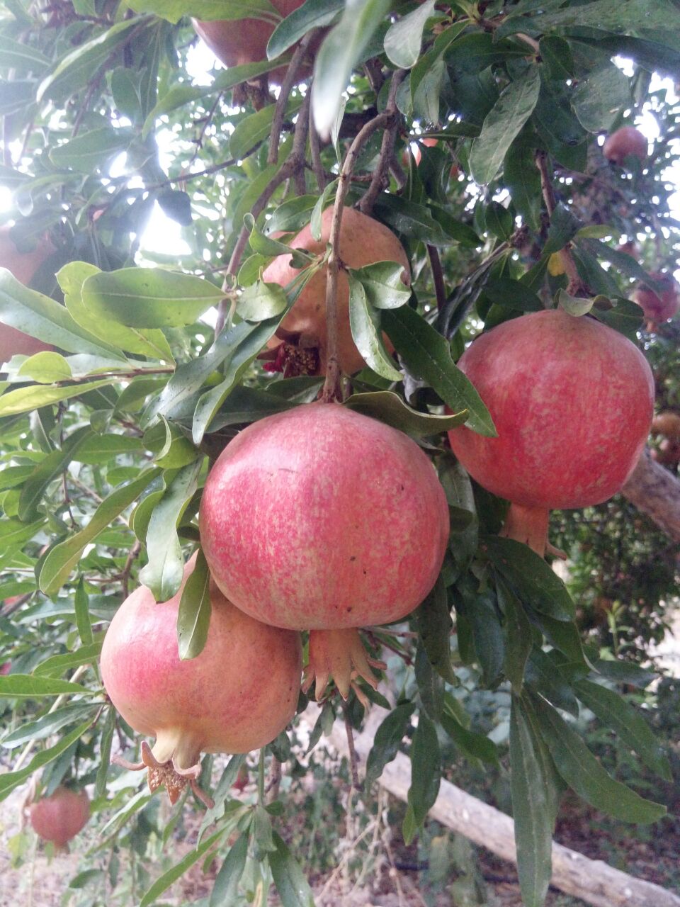 انار دانه‌شده