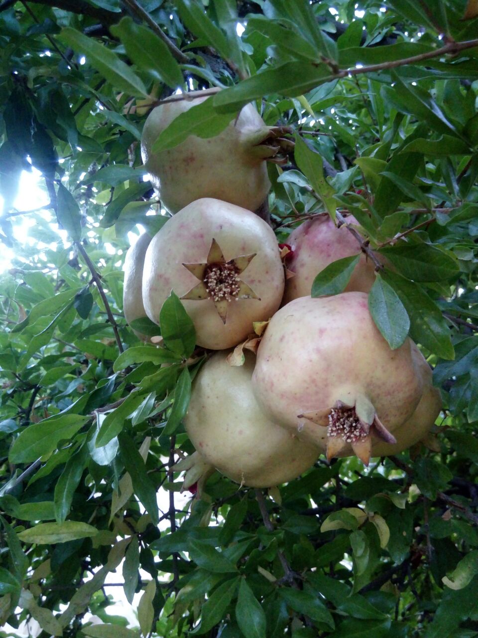انار دانه‌شده